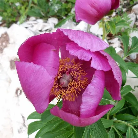 La Kumari Pintura di Bolognola